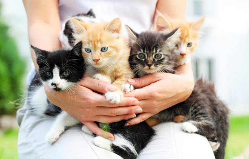 Cuccioli di gatto in braccio ad una persona