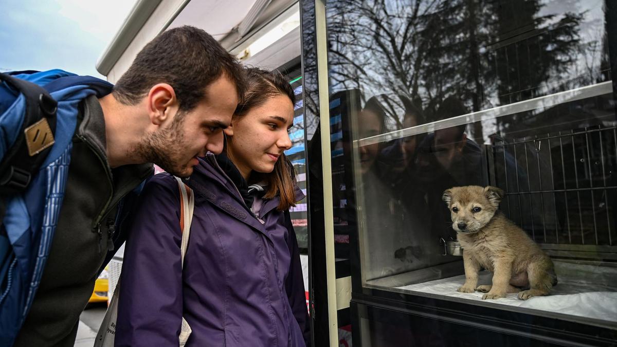 Cucciolo di cane osservato da due persone