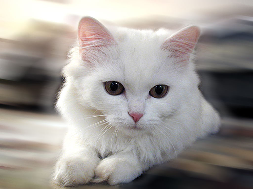 Cucciolo di gatto bianco