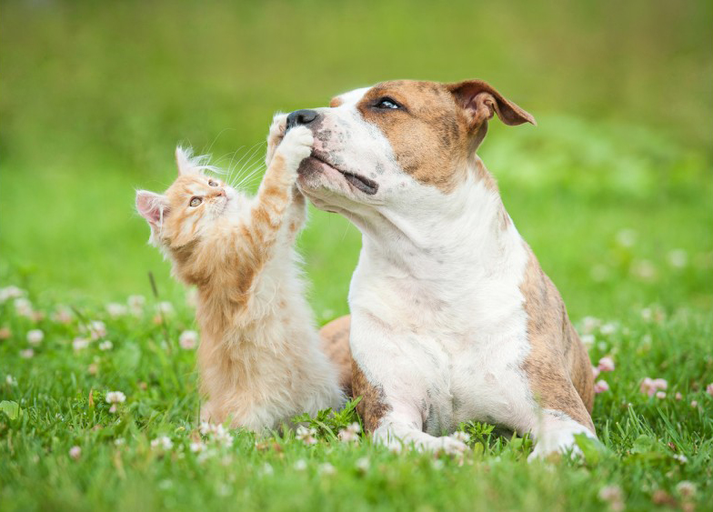 Cucciolo di gatto che gioca con un cane