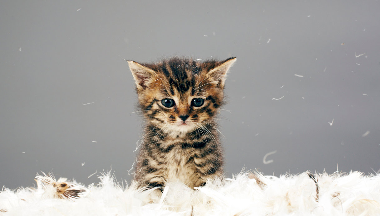 Cucciolo di gatto tra le piume