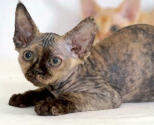 Devon Rex o Sphynx: quale scegliere