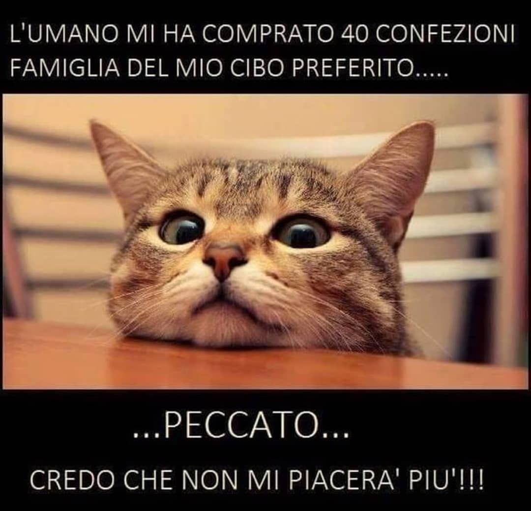 Divertente meme sui gatti