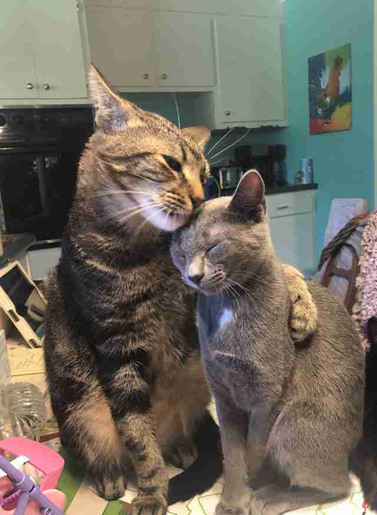 Due gatti amici