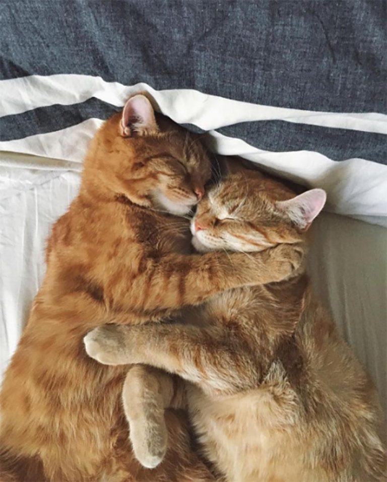 Due gatti che dormono abbracciati