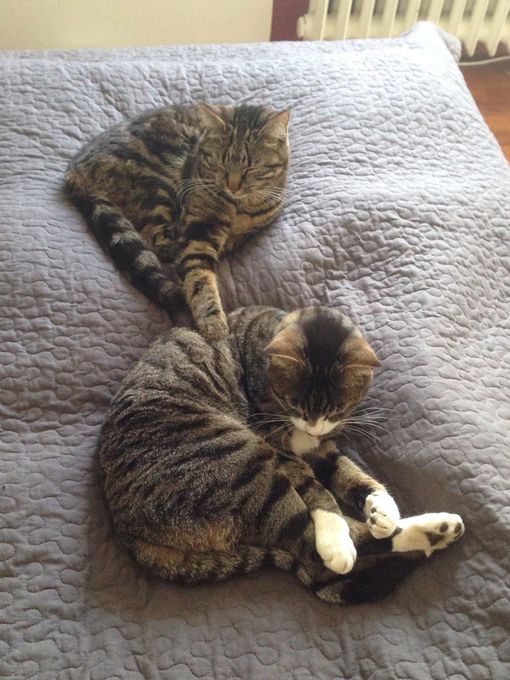 Due gatti che dormono