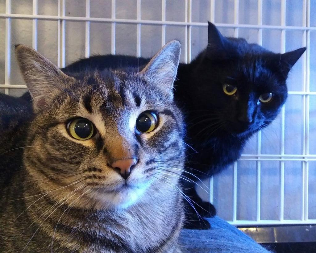Due gatti che osservano