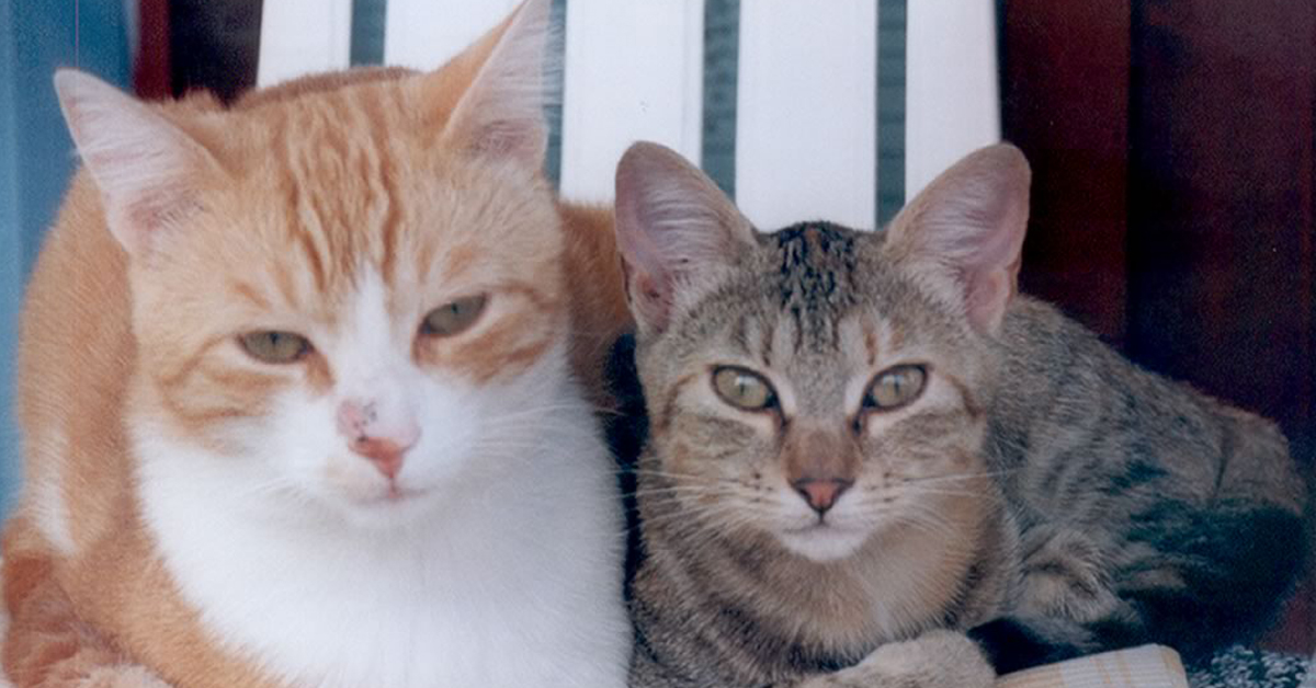 Moncalieri (TO): gatti fuggiti dall’ambulatorio veterinario dopo l’ingresso dei ladri