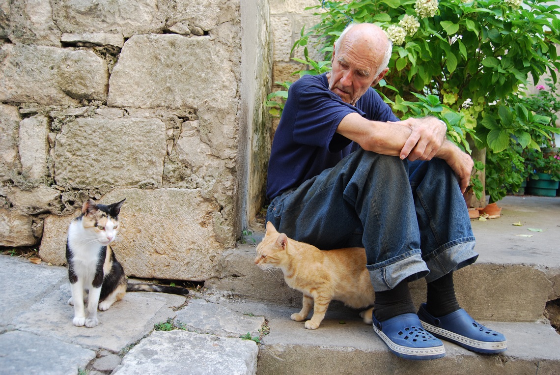 Due gatti insieme ad un uomo anziano