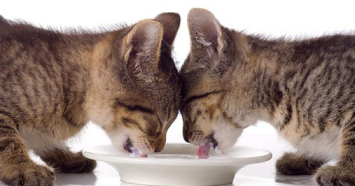 Due gattini che bevono latte