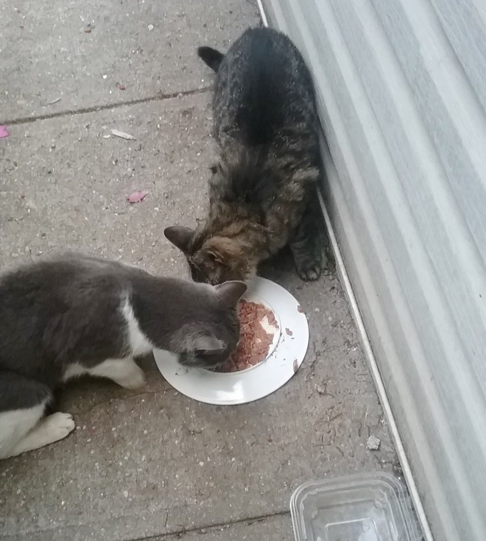 Due gatti che mangiano