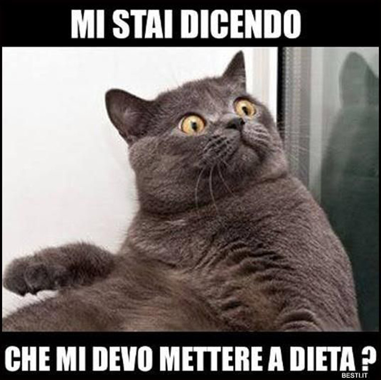 Meme Sui Gatti I Piu Divertenti Il Mio Gatto E Leggenda