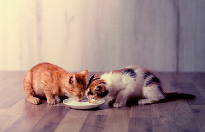 Gatti che mangiano insieme