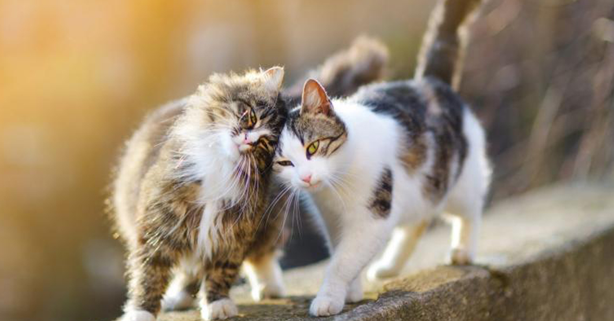 Feromoni per i gatti: cosa sono e a cosa servono
