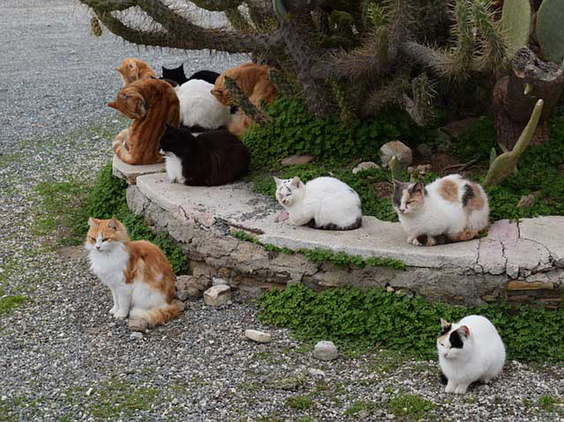 Gatti di una colonia felina