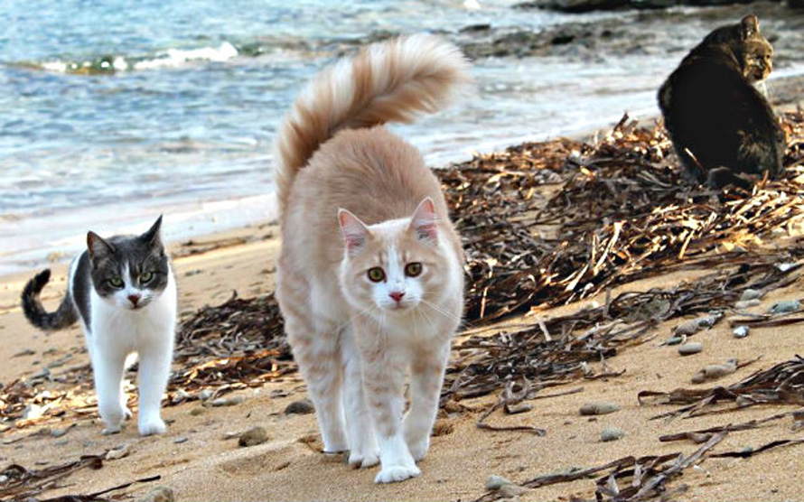 Gatti in spiaggia
