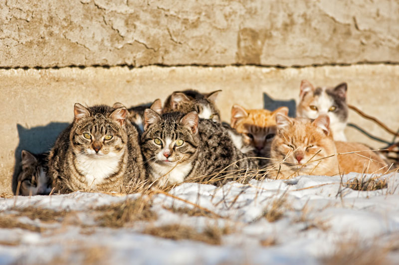 Gatti randagi che guardano