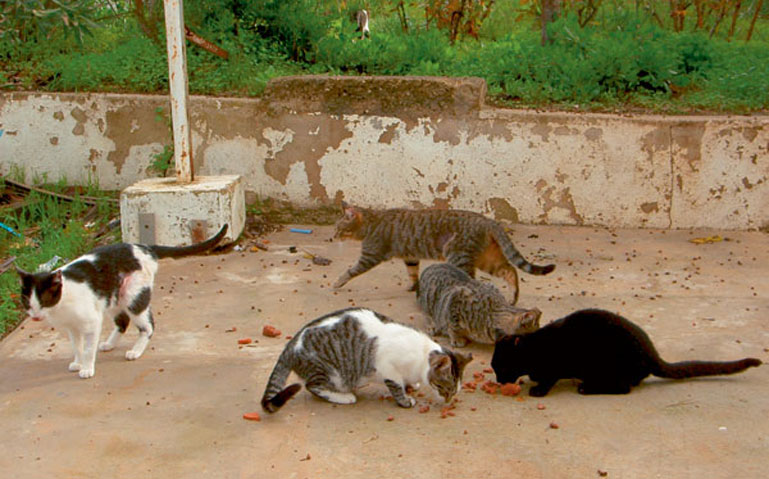 Gatti randagi che mangiano