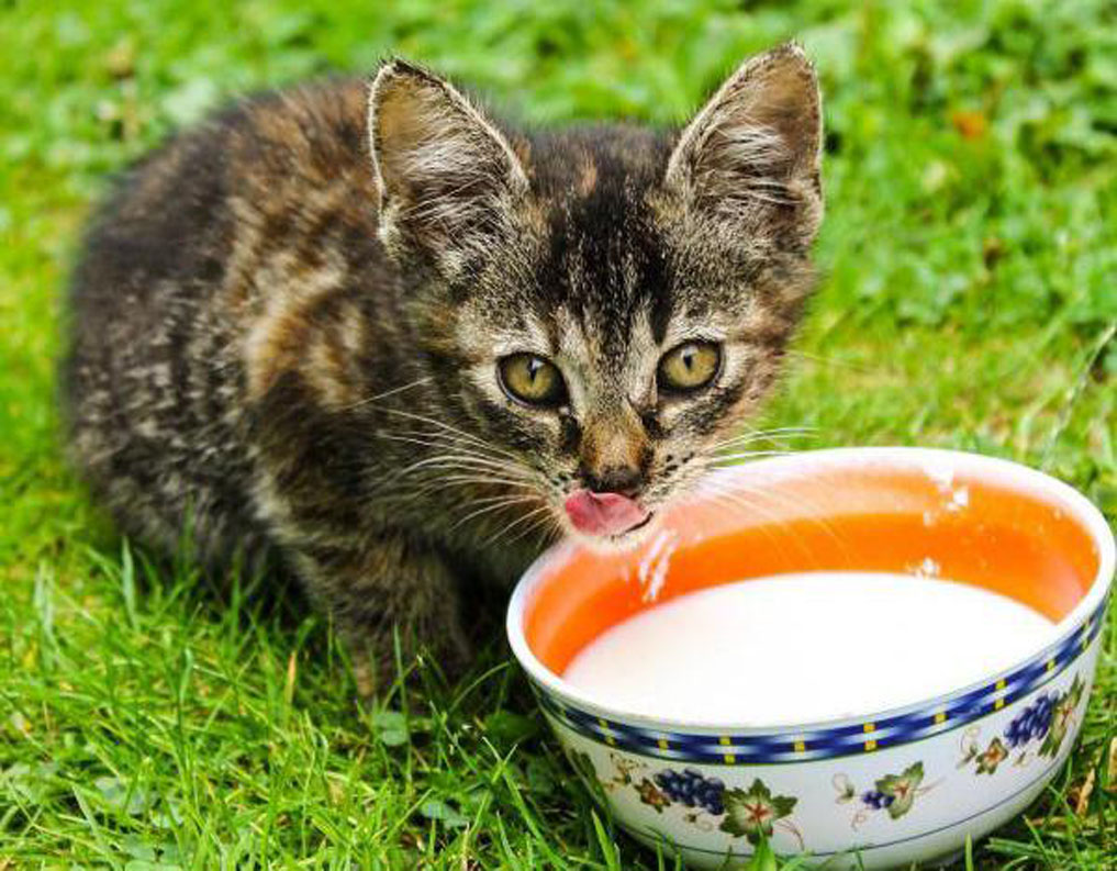 Gattino che beve il latte