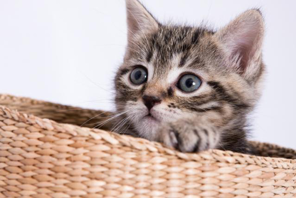 Gattino dentro una cesta