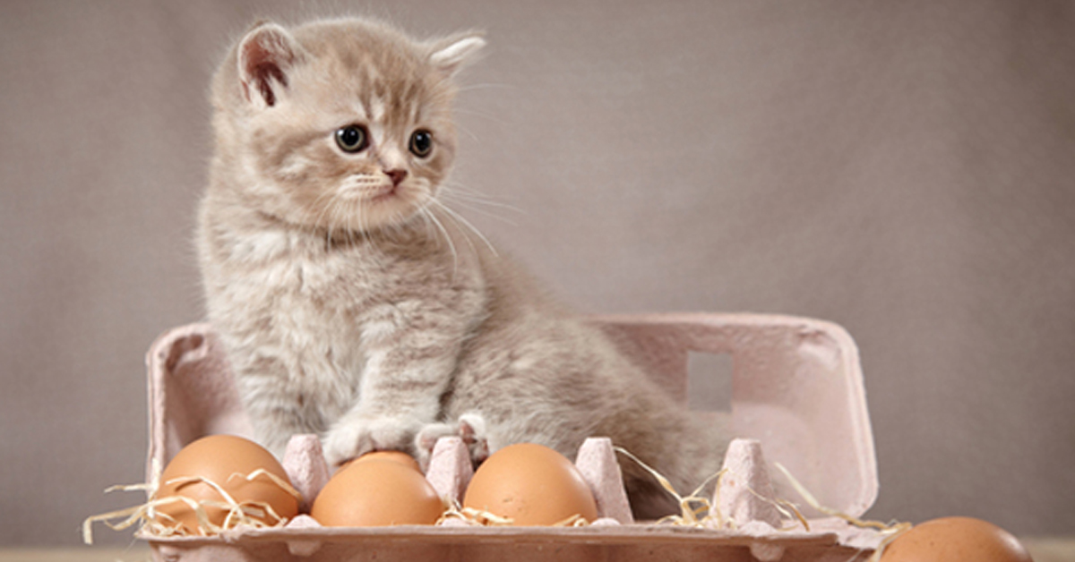 Gattino dentro una scatola di uova ماذا تأكل القطط الصغيره؟ تغذية القطط في عامهم الأول 2 ماذا تأكل القطط الصغيره؟ تغذية القطط في عامهم الأول