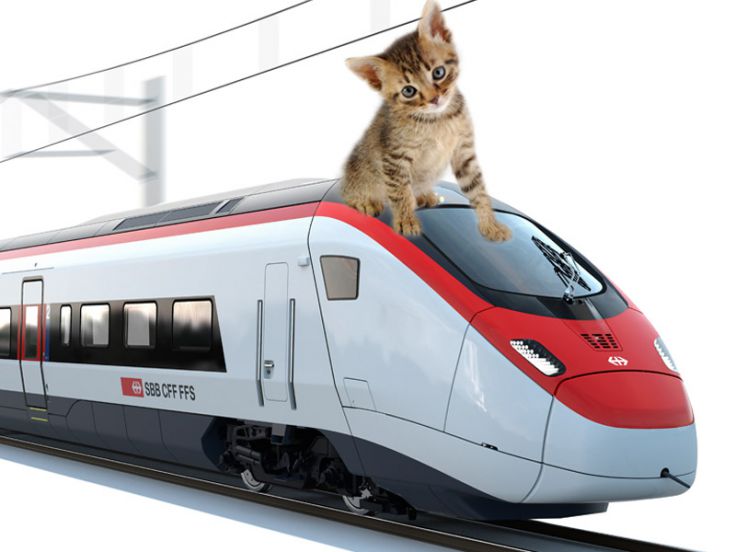 Gattino sopra un treno