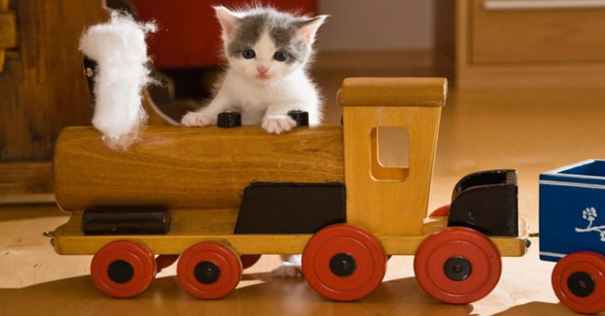 Come viaggiare con il gatto in treno: regole e consigli