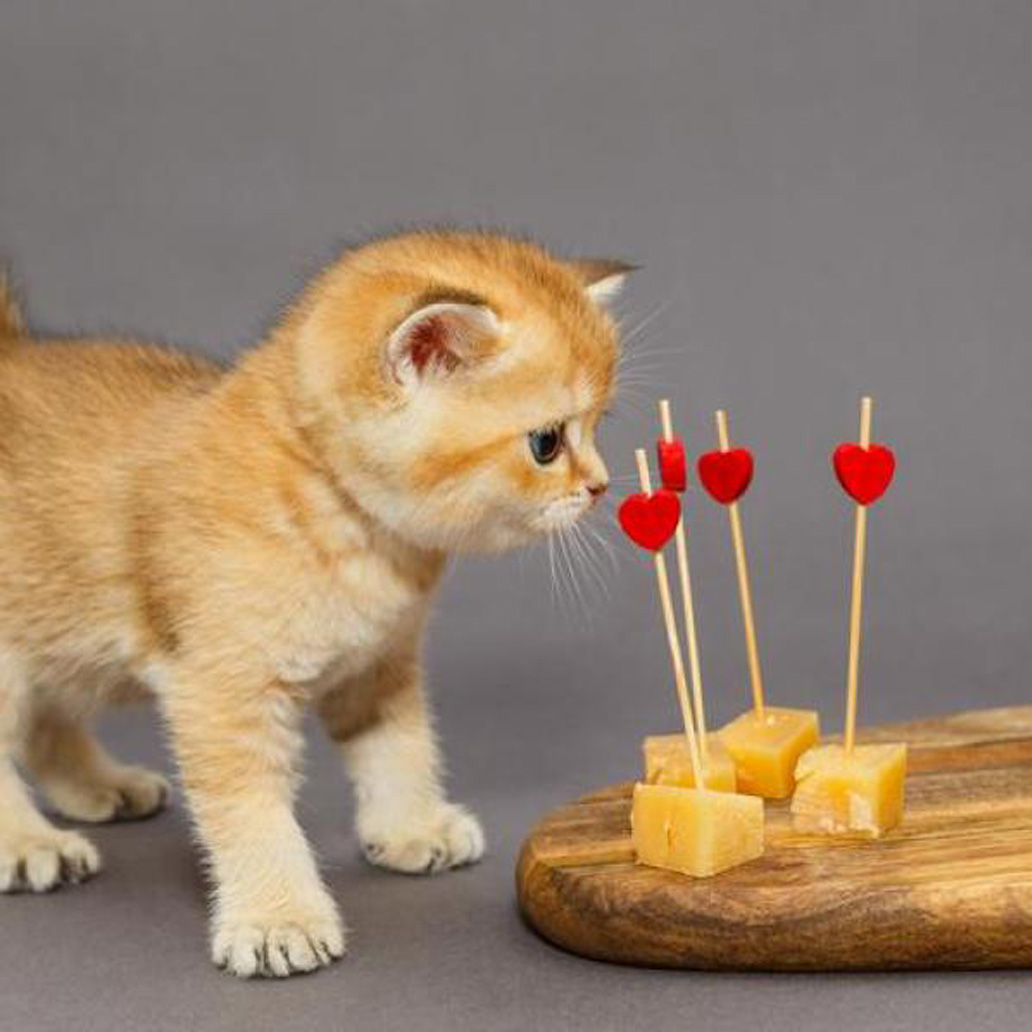 Gattino vicino ad un tagliere di formaggio