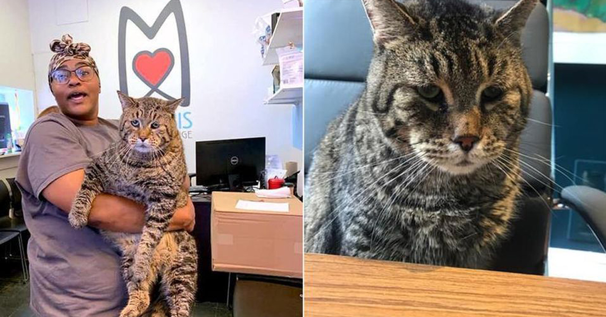 Beelay, il gatto di 12 Kg che è la nuova star del web