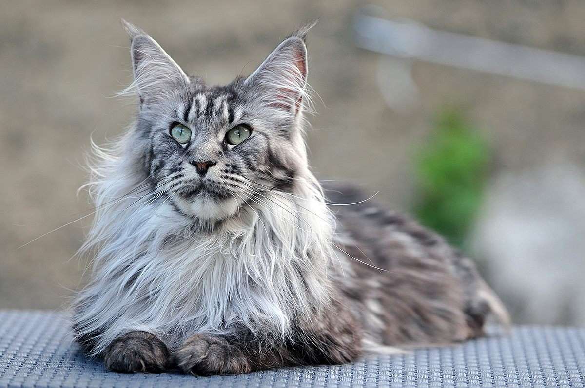 Gatto Maine Coon