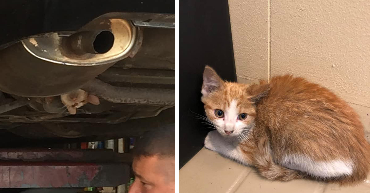 Marigold, la gattina rimasta incastrata nel telaio di una macchina ora ha una nuova vita