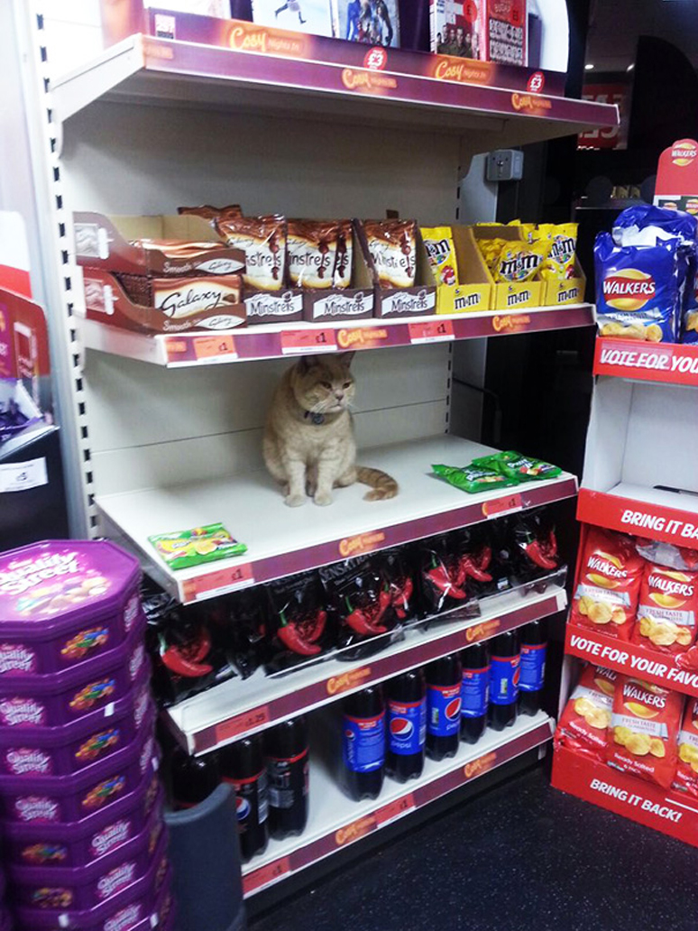 Gatto Olly supermercato