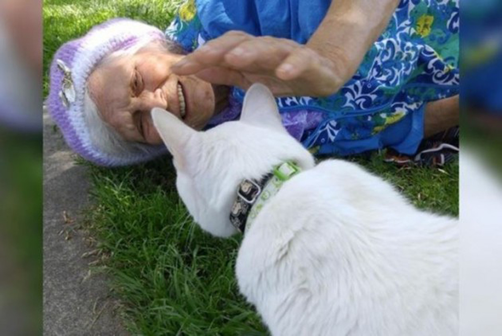 Gatto accarezzata da una donna anziana