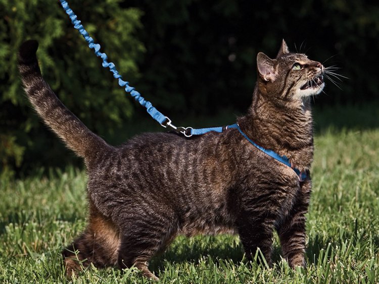 Gatto al guinzaglio