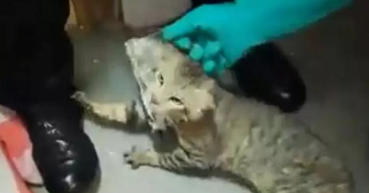 Costa Rica, gatto arrestato: aiutava i carcerati dentro la prigione