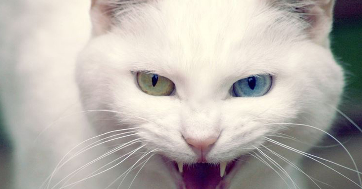 Gatto bianco arrabbiato