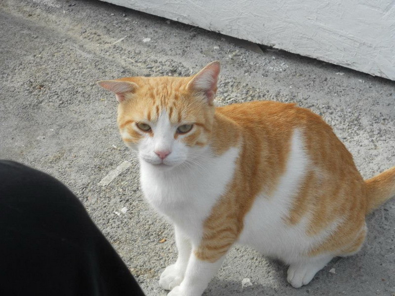 Gatto bianco e rosso seduto