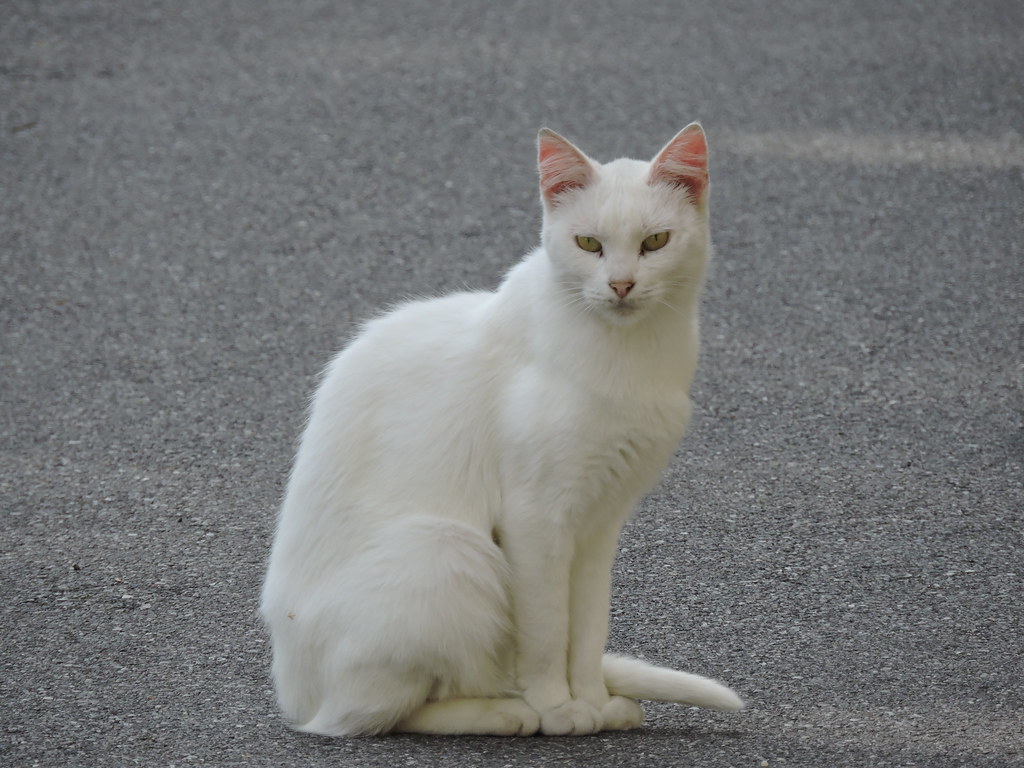 Gatto bianco seduto