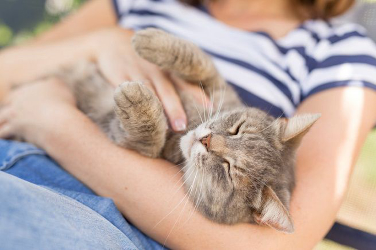 Gatto che dorme sulla pancia di una ragazza