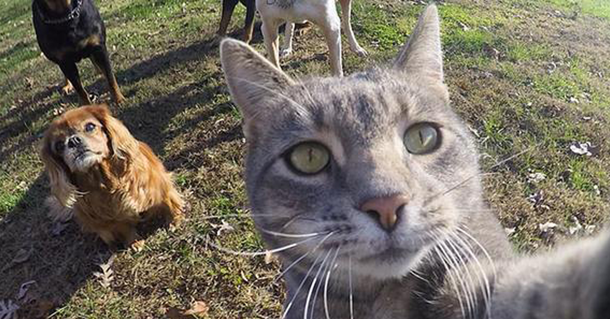 Manny, il gatto che sa scattare i selfie