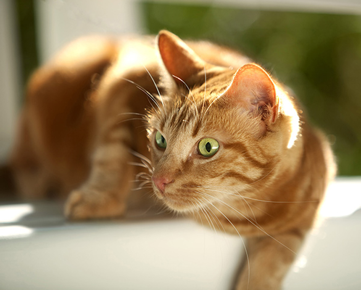 Gatto che guarda curioso