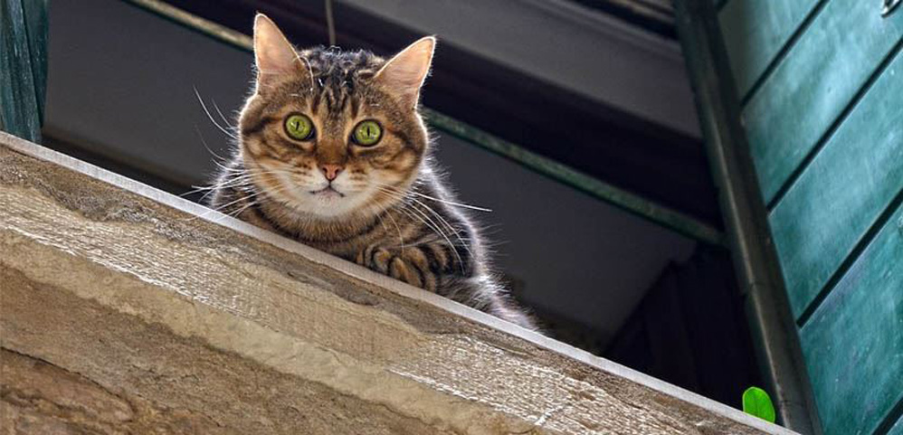Gatto che guarda da un balcone