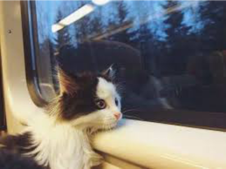 Gatto che guarda dal finestrino di un treno