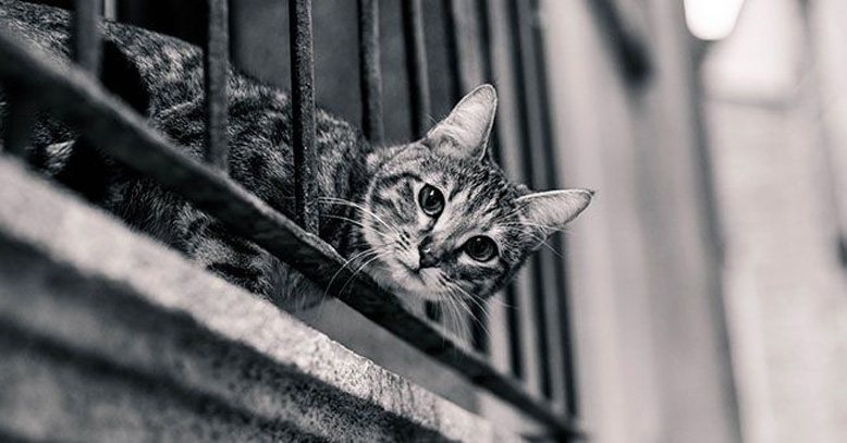 Gatto che guarda dalla ringhiera di un balcone