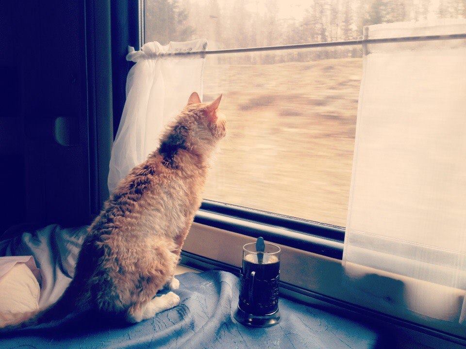 Gatto che guarda fuori da un finestrino