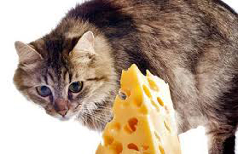 Gatto che guarda un pezzo di formaggio