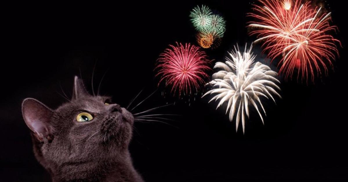 Il gatto ha paura dei fuochi d’artificio: cosa fare