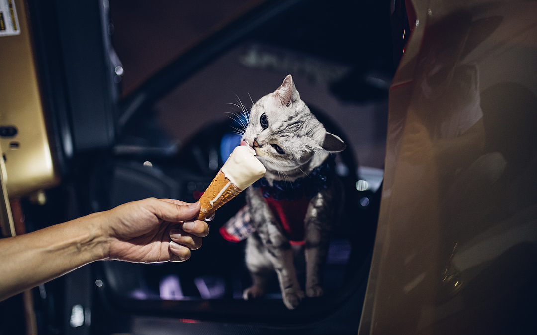 Gatto che mangia un gelato