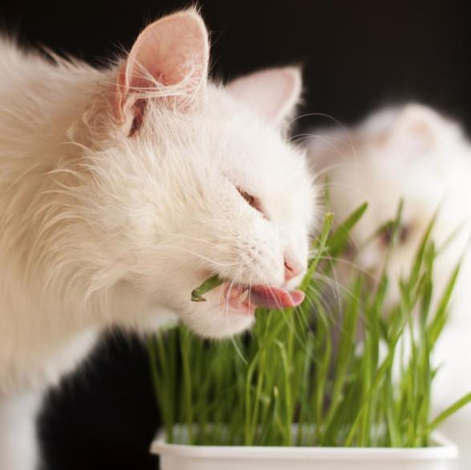 Gatto che mangia una pianta