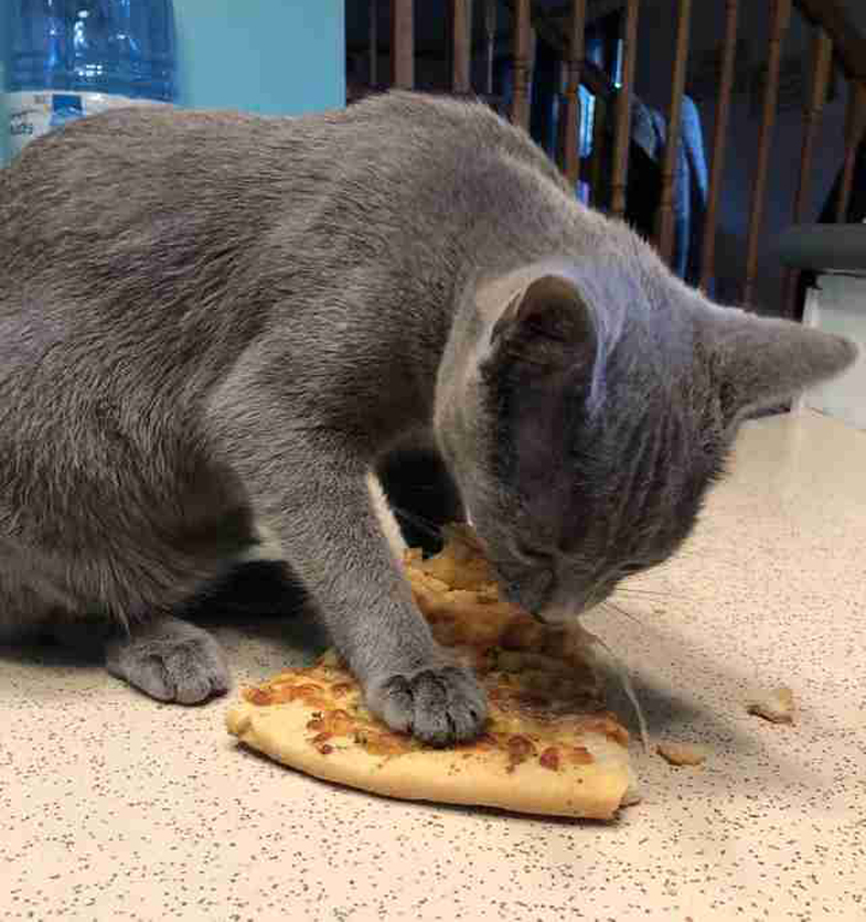 Gatto che mangia una pizza